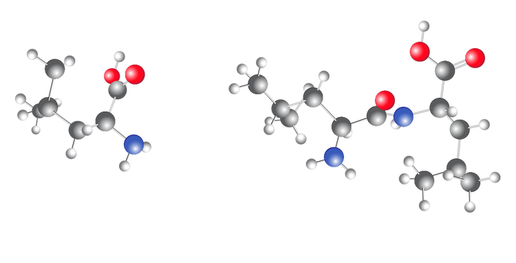 Diagram showing leucine and dileucine
